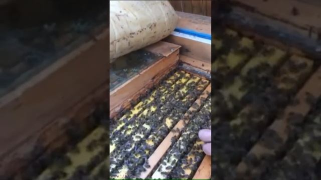 Самый простой способ вырастить пчелиные королевы смотреть онлайн