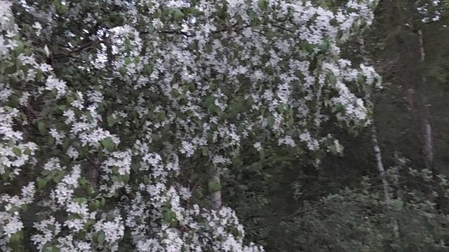 Ночной соловей. 23 мая 2024 г. 23:05 смотреть онлайн