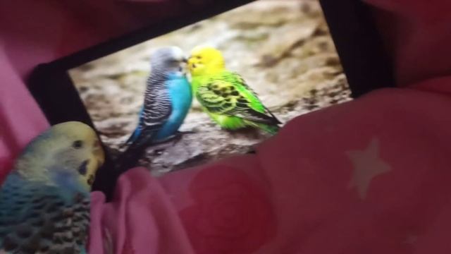 тимоша слушает попугайчиков🐦 смотреть онлайн
