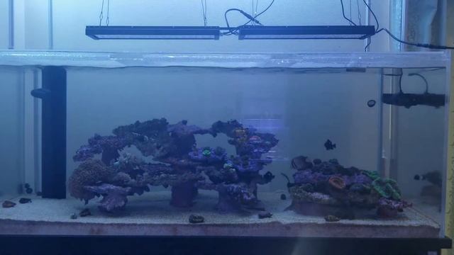 中華システムLED　Pop Bloom 120w×2 紹介 смотреть онлайн
