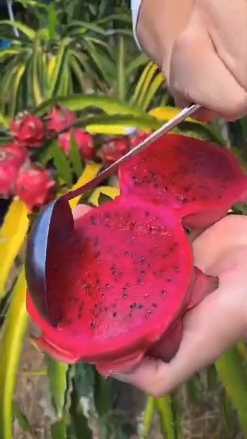 3 10777 Fruits #fruit #foryou #pitaya смотреть онлайн