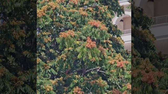 #shorts # 🇧🇬Hotel Dreams Sunny Beach Resord & SPA.Bulgaria 2024. Отель 5* на Всё включено .Лето 202 смотреть онлайн