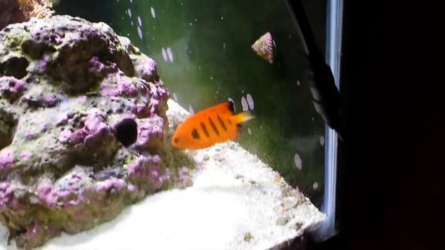 Flame Angel смотреть онлайн