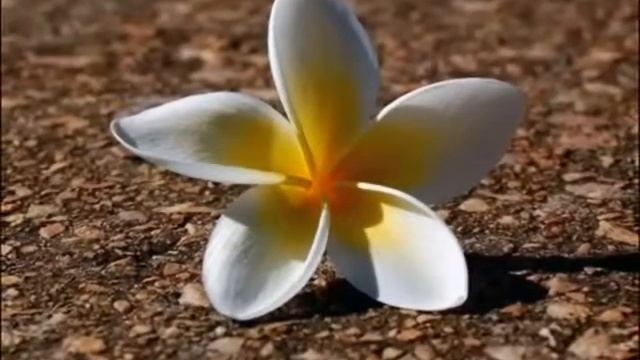 Притча Брошенный камень смотреть онлайн