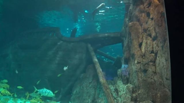 ПОХОД В ОКЕНАРИУМ В АДЛЕРЕ смотреть онлайн