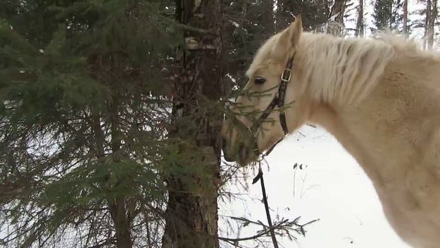 лошадь - северный жираф смотреть онлайн
