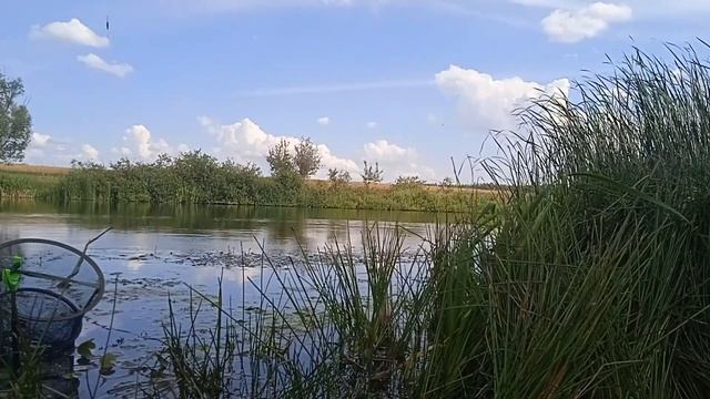 Рыбалка. Тамбов. Такого карася ловить одно удовольствие!!! Рыбачу на маховую удочку. смотреть онлайн