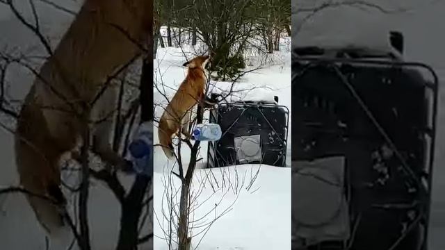 Лиса и сало