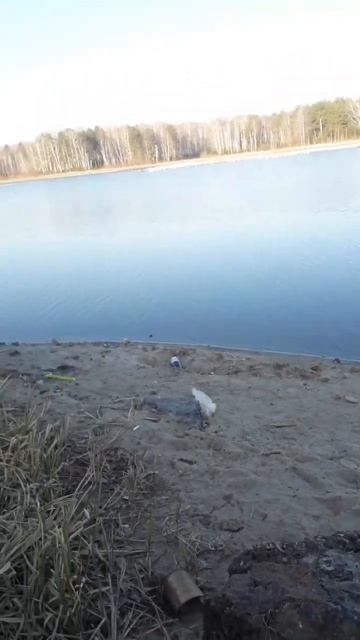 УТРО 🌄 ДАЛЬНОБОЙЩИКА #ВОЛЬВО🚛 🏕 ЗАВТРАК НА ПРИРОДЕ🍳 #ЧАЙКИ🐧) #ВСЕМ ХОРОШЕГО НАСТРОЕНИЯ 🙋♂️ #SHORTS смотреть онлайн