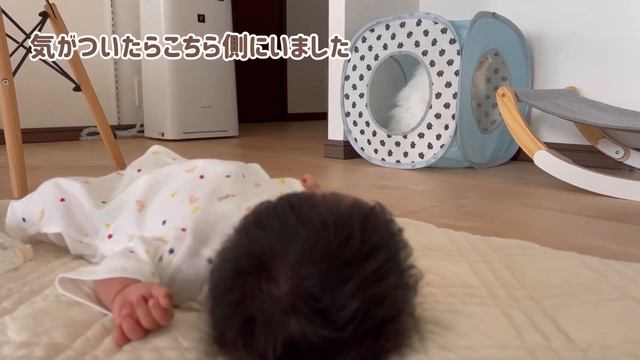 赤ちゃんVS白猫が面白すぎる смотреть онлайн