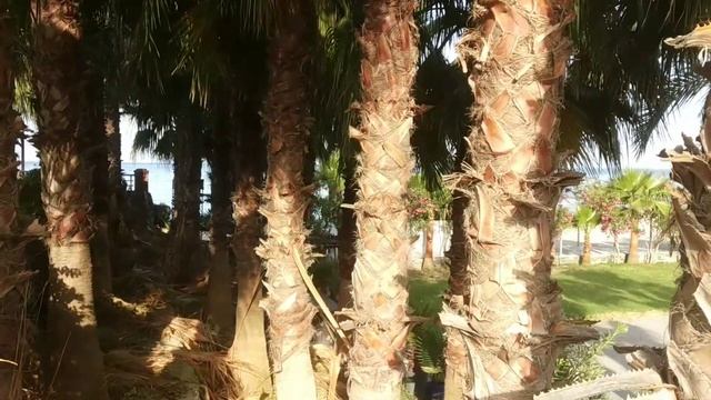 #Аланья.Махмутлар.#🇹🇷УТРО.🌅ПРОГУЛКА К МОРЮ!🌊🏖️🇹🇷 смотреть онлайн