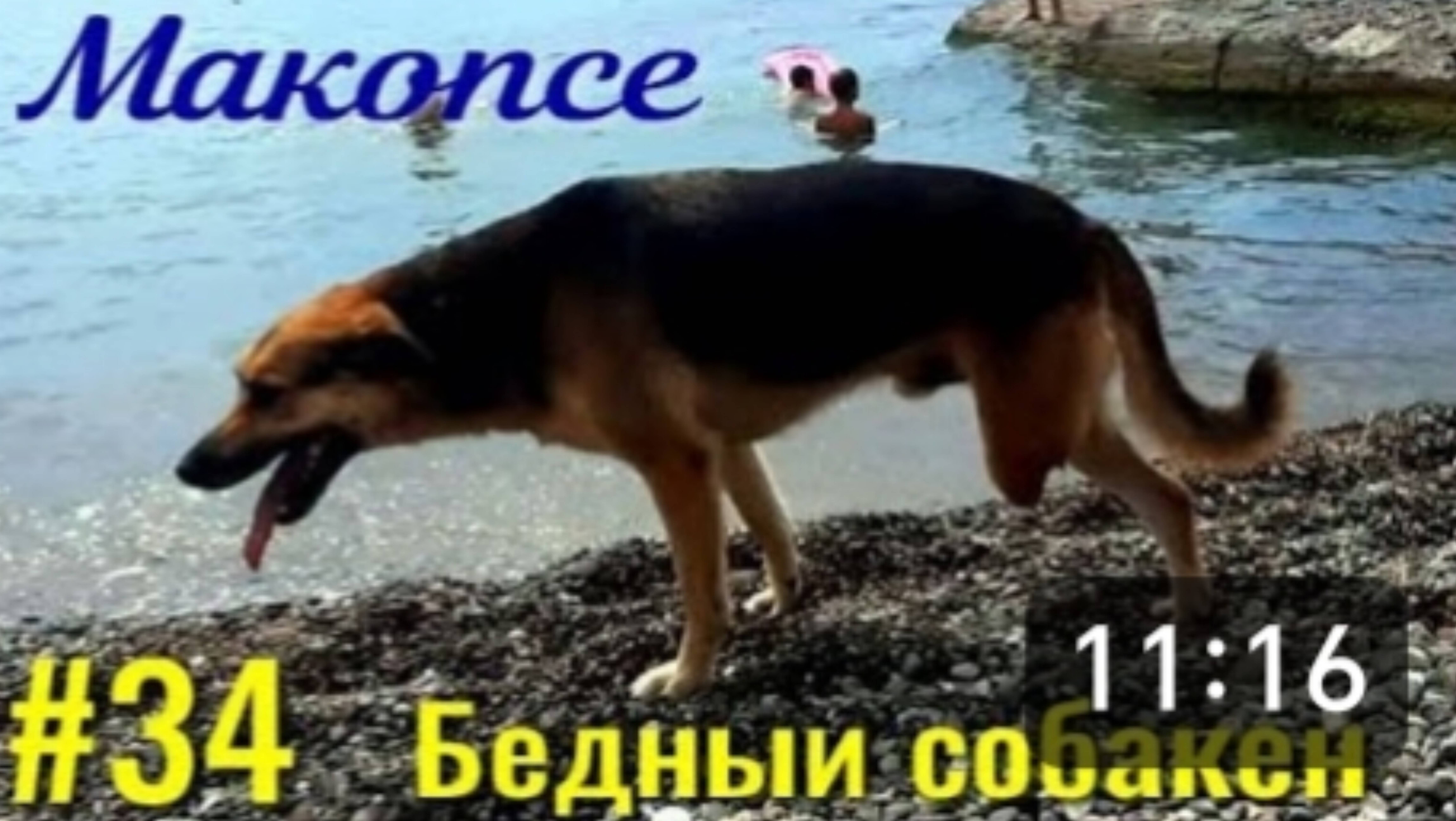 Макопсе. Классное море и бедный собакен. Наш день на море. смотреть онлайн