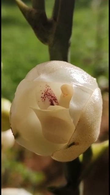 Dove Orchid #nature #orchid #naturelovers #flowres#shorts смотреть онлайн