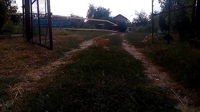 На Дону у Фёдара!!! Август 2016 смотреть онлайн