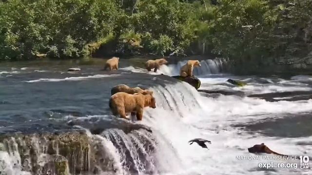 Ladies on the Lip - June 30, 2022 (explore.org) смотреть онлайн