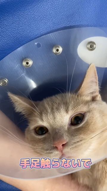 頻回嘔吐する4ヶ月のマンチカンが動物病院にやってきた！ смотреть онлайн