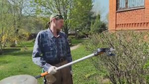 Омолаживающая обрезка шиповника