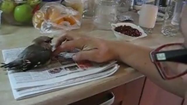 Кормление подранка 3 смотреть онлайн