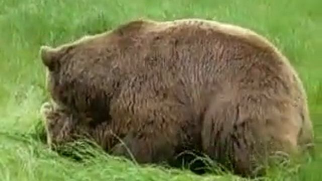 bear mating смотреть онлайн