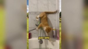 ВИРУСНЫЕ ВИДЕО / Подборка смешные моменты №2