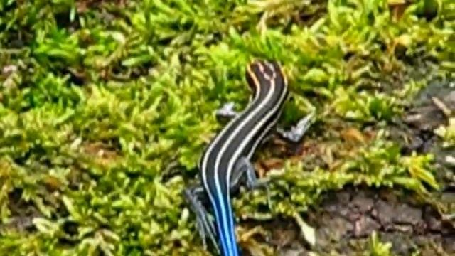 Skink Paradise, the premiere, episode 1. смотреть онлайн