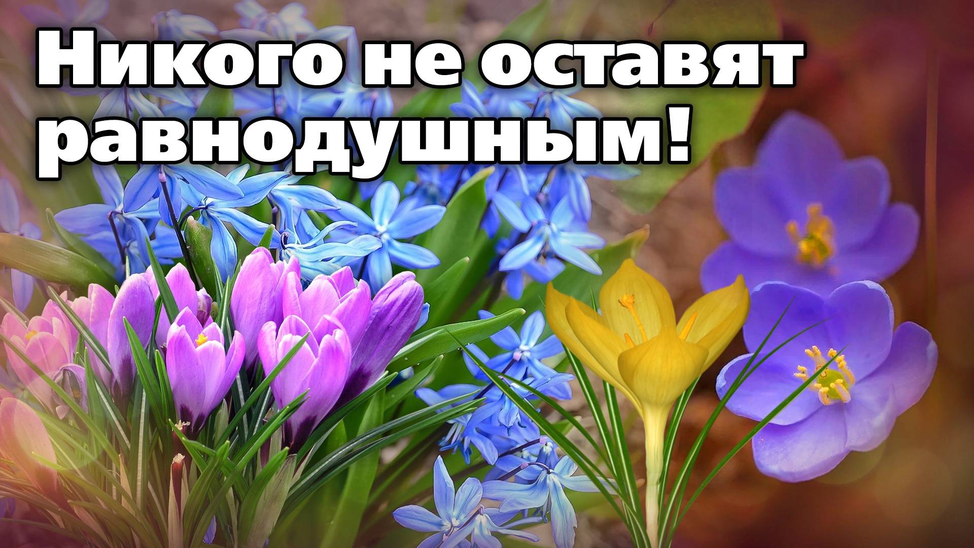 Растения, которые цветут самыми первыми. ТОП первоцветов смотреть онлайн