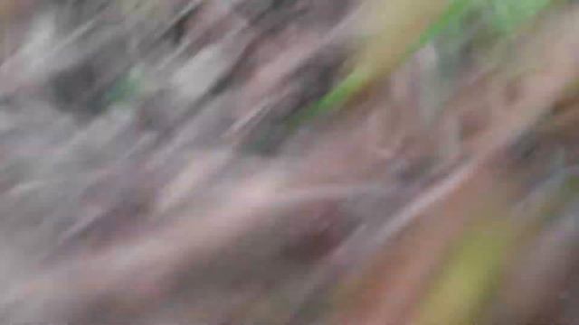 Сериал Sylvanian Families "Потеряшки" 1 серия смотреть онлайн