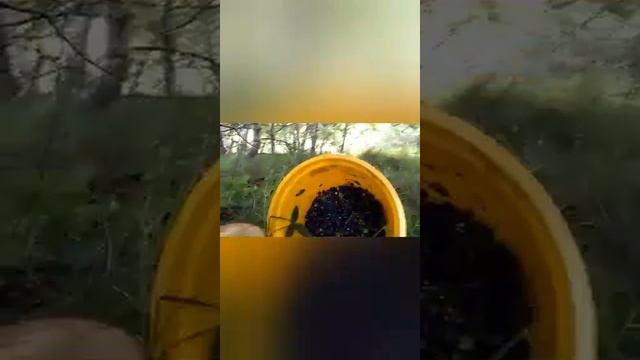 Отдых в Закарпатье смотреть онлайн