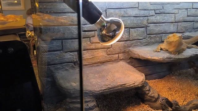 Ресторан Самсон_Красота. Петергоф_Фонтаны смотреть онлайн