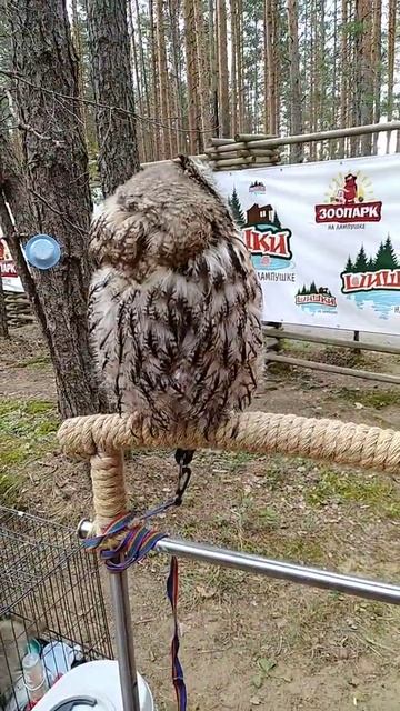 Зоопарк смотреть онлайн