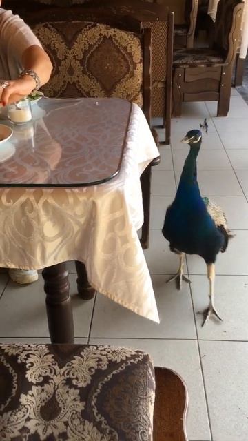 Крым. Бахчисарай. Кафе «Эфсане». Павлин за шашлыком... смотреть онлайн