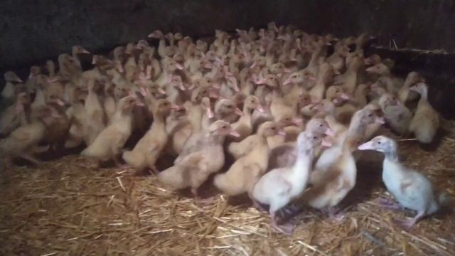 Утка Агидель одна из самых лучших быстро растущих мясных пород. смотреть онлайн