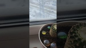 Что будет если обрезать кактус_