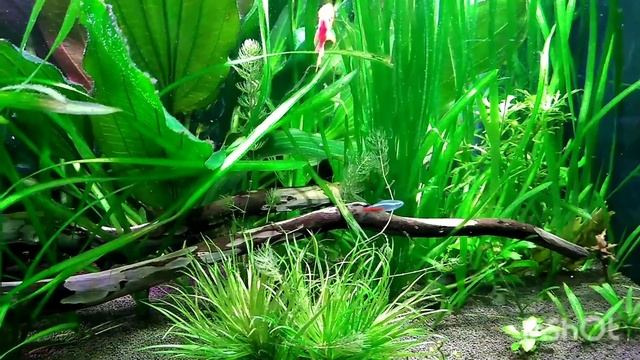 Аквариум 300 литров смотреть онлайн