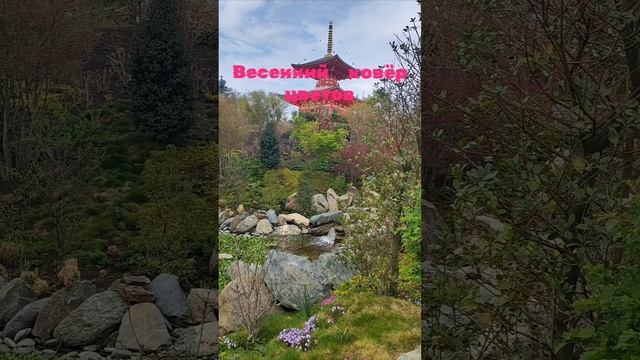 Яркий ковёр первых весенних цветов. смотреть онлайн