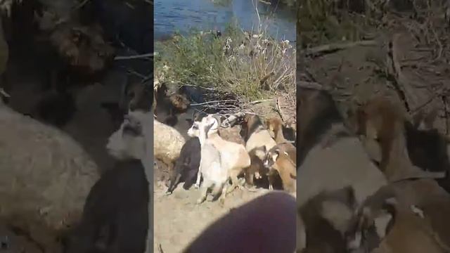 Каратал ауылы смотреть онлайн
