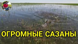 ОГРОМНЫЕ САЗАНЫ!!! Полои нерест в Астрахани.