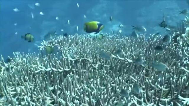 Дайвинг в Индонезии. Tasik Ria Resort смотреть онлайн