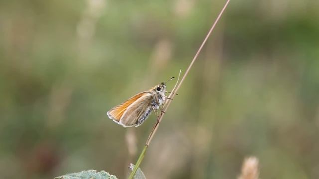 Essex Skipper butterfly, Grafton Wood смотреть онлайн