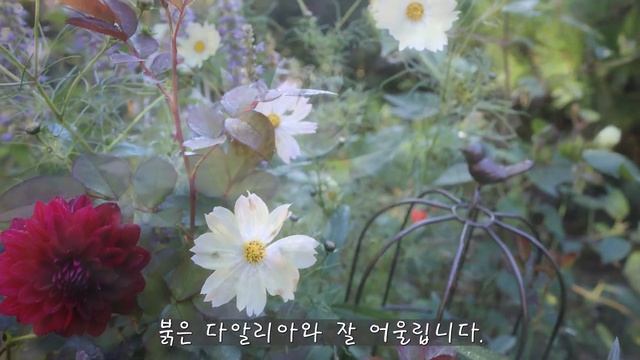 (Garden in Fall)가을 정원/다알리아와 사초/천일홍/ смотреть онлайн
