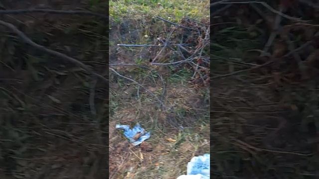 Выживание в "диком" лесу 1 сезон 2 серия. смотреть онлайн