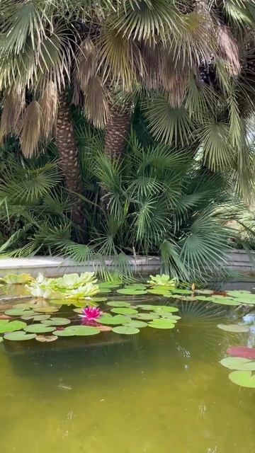 Дендрарий Сочи 10.06.23 смотреть онлайн