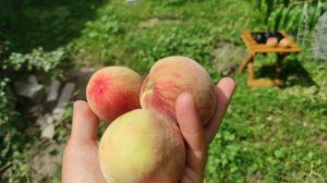 Персик Киевский ранний