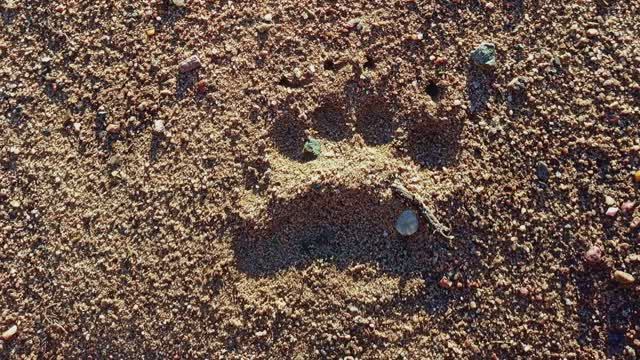 Грибная селигерская лихорадка.Чем дальше в лес-тем крупнее медведи и больше белых грибов.