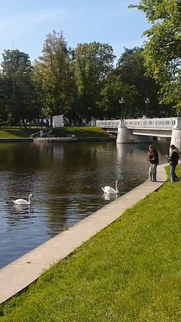 Фильм 4684 Люди и Лебеди Май Калининград 2024 #nemosvetlogorsk смотреть онлайн