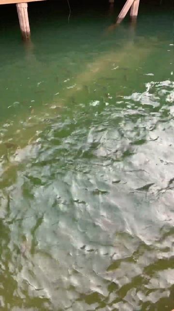 Кормим рыб Называется мохарра смотреть онлайн