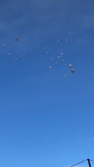 Вольгинский 28.03.2018 смотреть онлайн