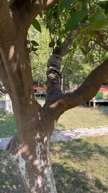 🪰Цикада - как поймать на дереве 😀 #цикады #дикаяприрода #интересное #лето #турция #анталия смотреть онлайн