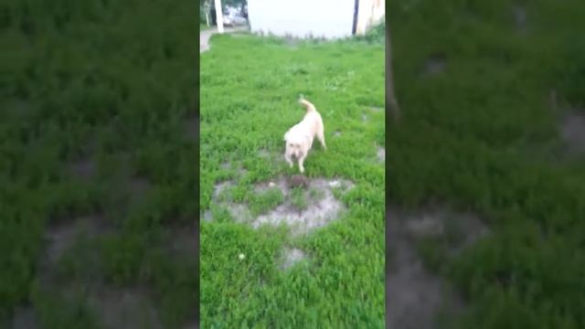 Собака и ёж смотреть онлайн
