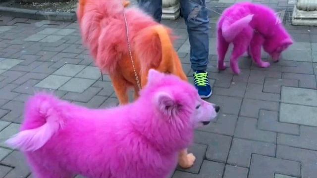 Пародия на песню Федерико Феллини.